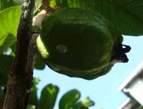 Guava fruit 스톡 사진