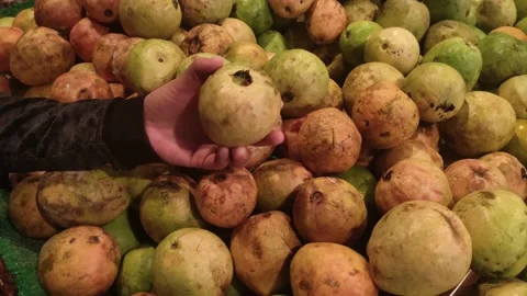Guava fruit (Psidium guajava) Video stock 149860731