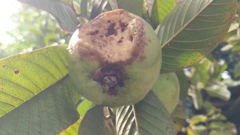 Guava fruit rots due to pests 스톡 동영상 325685456