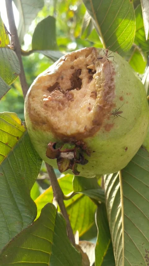 Guava fruit rots due to pests Stock Footage 325685457