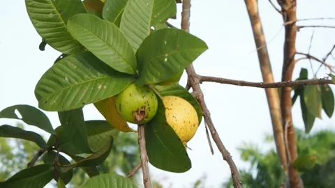Guava fruit shaking by wind. Stock Footage 130883861