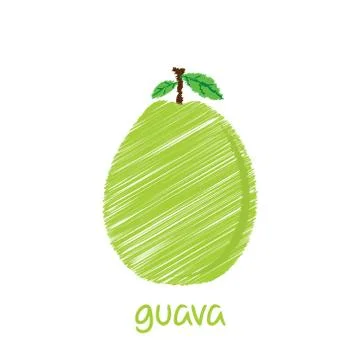 Guava fruit, sketch design vector Stock Illustration
