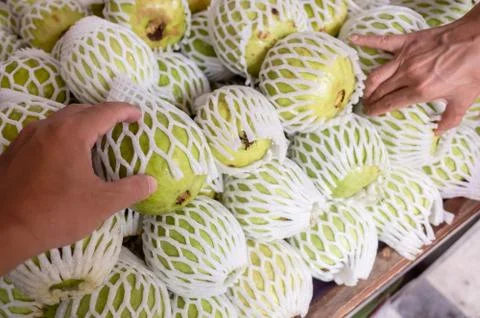 Guava fruit stack at the marketplace 库存照片