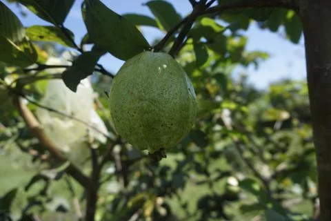 Guava fruit still on the tree Stock Photos