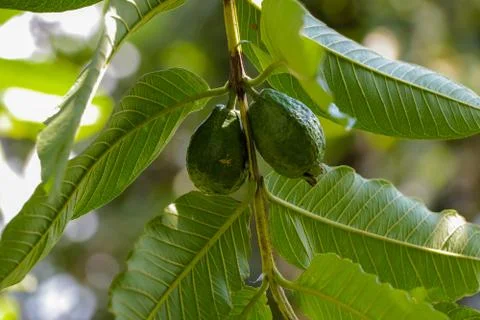 Guava fruit on the tree Stock Photos