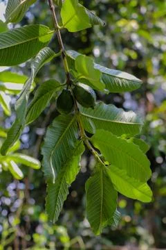 Guava fruit on the tree Foto stock
