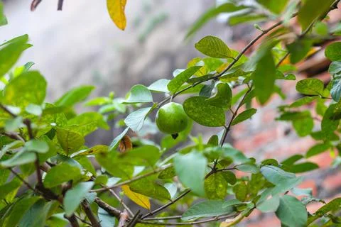 Guava fruit on the tree Stock Photos