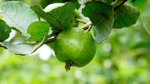 Guava fruit on the tree Stock Photos