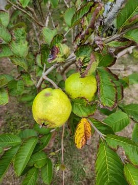 Guava on a fruit tree Stock Photos