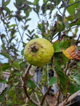 Guava fruit on the tree Stock Photos