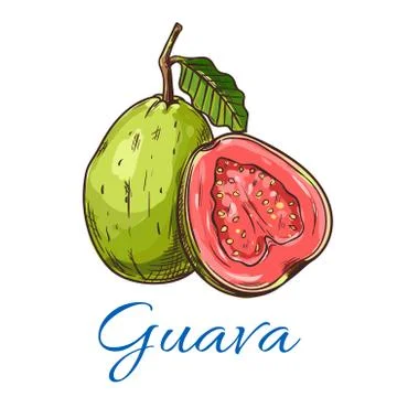 Guava fruit vector icon Illustrazione stock