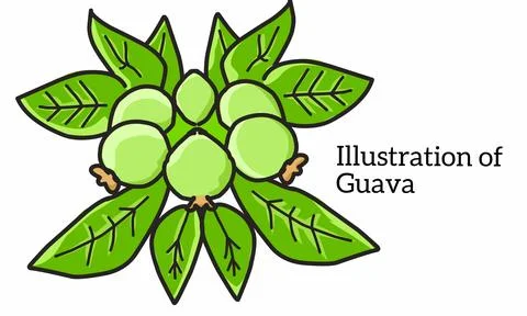 Guava fruit vector illustration isolated background Illustrazione stock