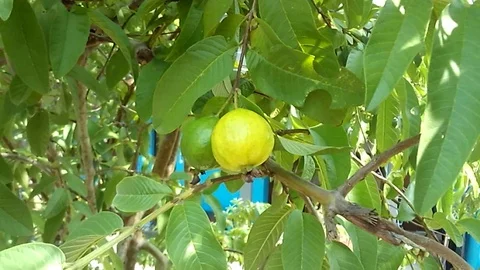 Guava fruits on the tree, on the backyard. Stock Footage 122194476