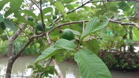 Guava furit on the tree Stock Footage 234754692