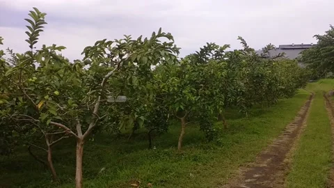Guava Garden Stock Footage 228429333