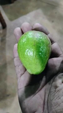 Guava is a good fruit. Stock Photos