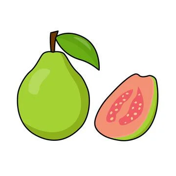 Guava Graphics Vector Illustration Stock Illustration