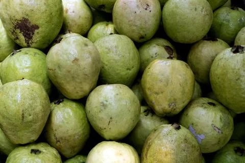 Guava green fruit Stock Photos