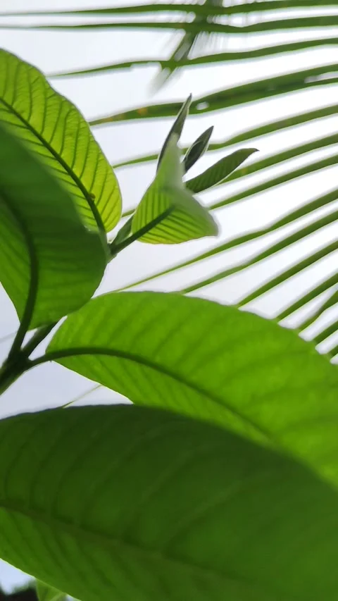 Guava green leaves Stock Footage 239330272