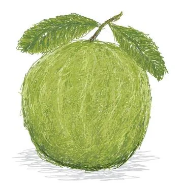 Guava Stock Illustration