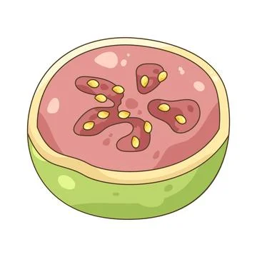Guava Stock Illustration