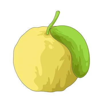 Guava illustration Stock Illustration