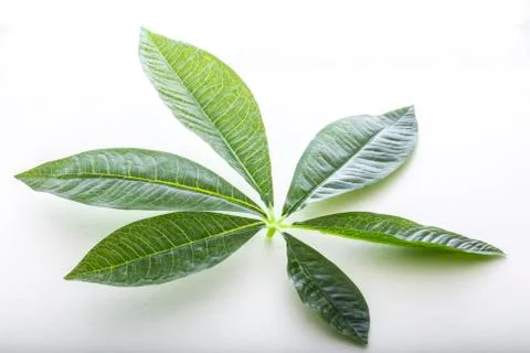 Guava leaf isolated Stock Photos