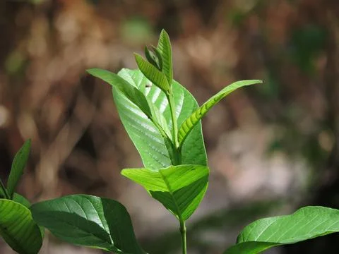 Guava leaf Stock Photos