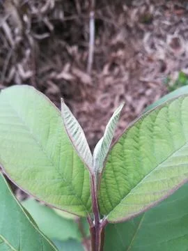 The guava leaf on the plant Stock Photos