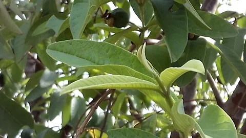 Guava leafs. Young leafs. Video stock 120237003