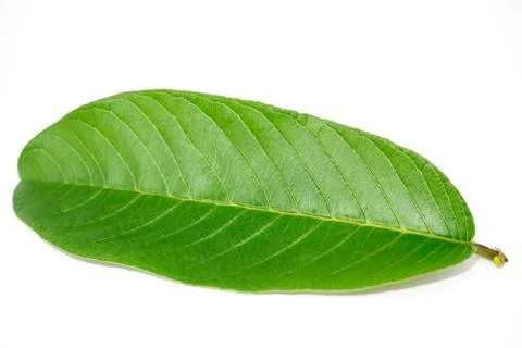 Guava Leave Stock Photos