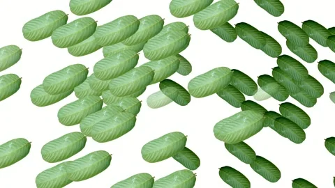 Guava Leaves Falling Animation Isolated on White Background Loop Stock Footage 338237701