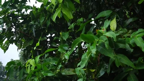 Guava leaves Video stock 194116317