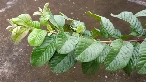 Guava leaves Stock Footage 275644000