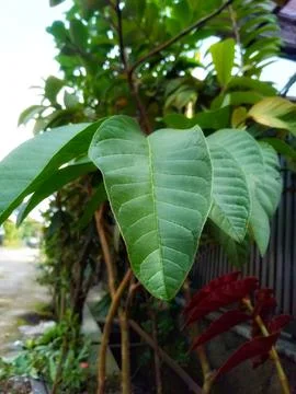 Guava leaves 스톡 사진