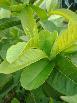 Guava leaves Stock Photos