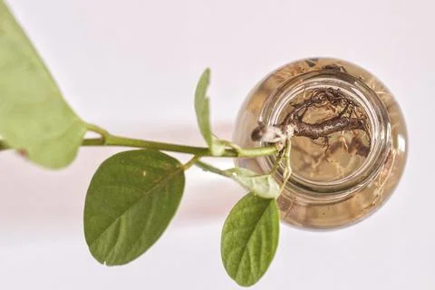 Guava leaves Фото