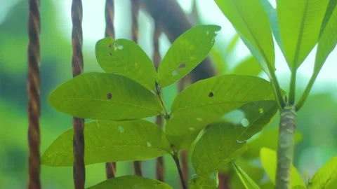 Guava Leaves Side by side with an iron fence Stock Footage 237508282