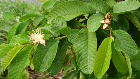 Guava leaves that start to flower when it rains Stock Footage 258997444
