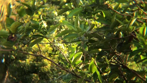 Guava leaves sway in the wind Stock Footage 287936328