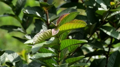 Guava leaves sway in the wind Stock Footage 290509824