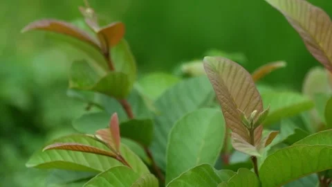 Guava leaves swaying in the wind Stock Footage 320924192