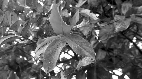 GUAVA LEAVES UNDER THE RAIN Stock Footage 225474846