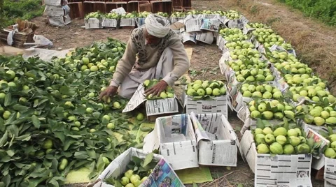 Guava packing in wooden boxes to send in market Stock Footage 46925972