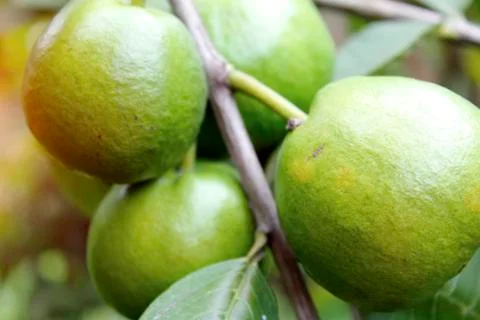 Guava Stock Photos
