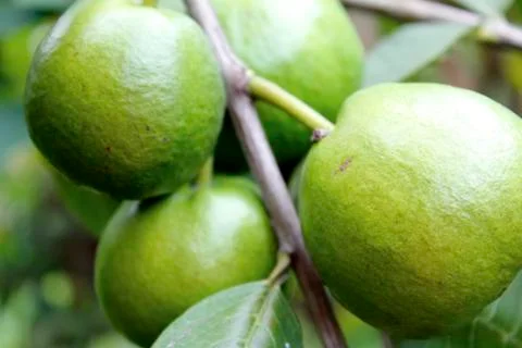 Guava Stock Photos