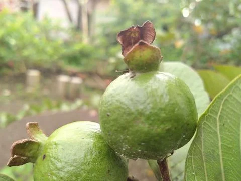 Guava Stock-Fotos