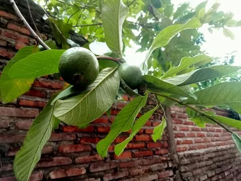 Guava Stock Photos