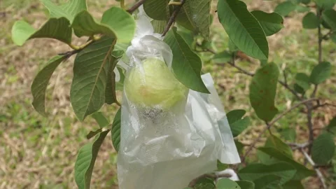 Guava. Picking guavas in the garden Video stock 341679310