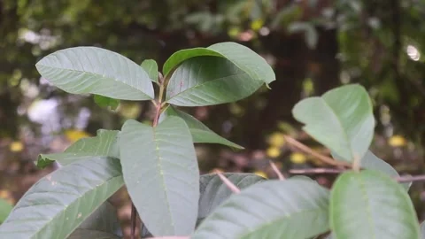 GUAVA PLANT LEAVES Stock Footage 243367226